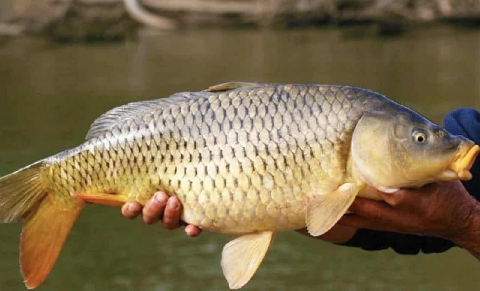 Mơ thấy cá chép là điềm gì và đánh con gì dễ trúng nhất 7 Khi mơ thấy cá chép to thì những cơ hội trong cuộc sống đang đến với bạn