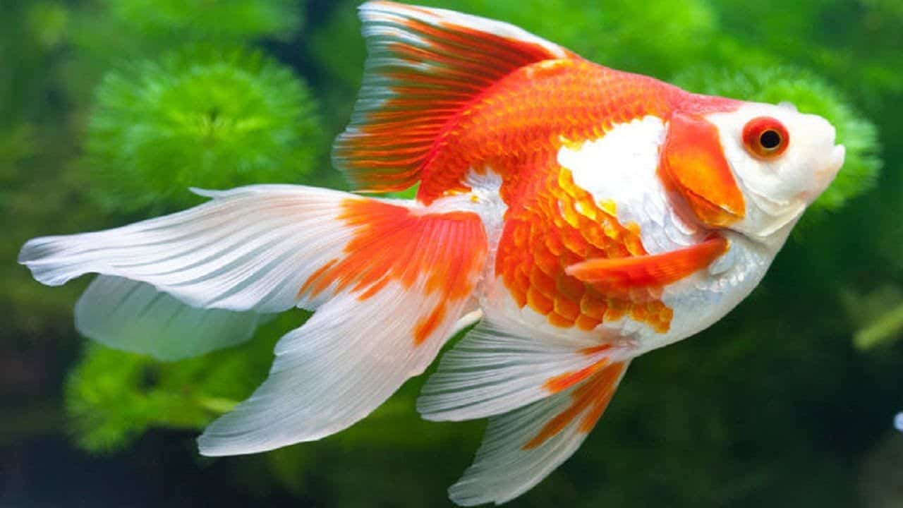 Giải mã giấc mơ thấy cá vàng, và bộ số lộc lá 7 Mơ thấy cá vàng bơi trong nước