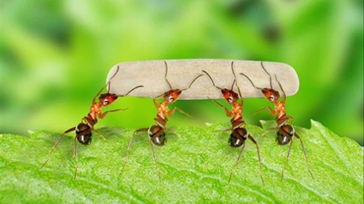 Mơ thấy kiến điềm báo lành dữ và những điều cần lưu ý 7 Giấc mơ thấy đàn kiến vàng thường gặp
