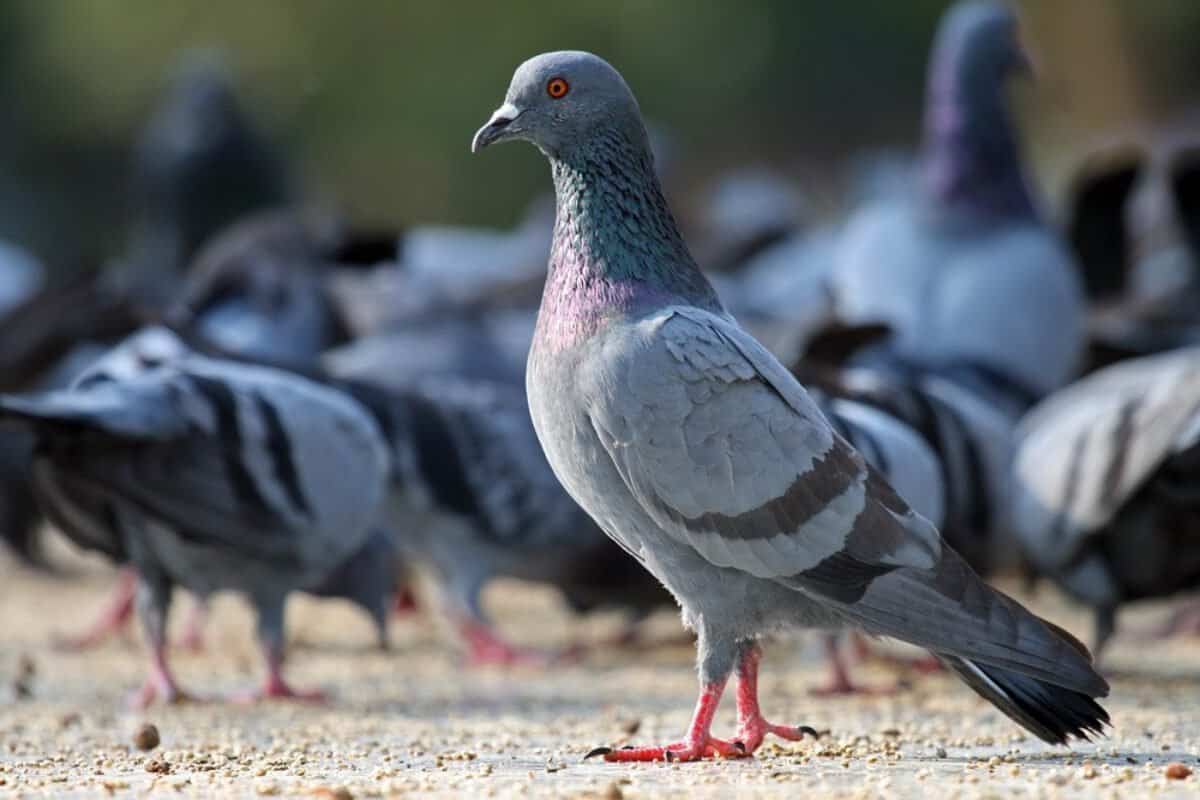Giải nghĩa ngủ mơ thấy chim bồ câu và bộ số may mắn 9 Những giấc mơ thấy chim bồ câu ẩn chứa nhiều con số