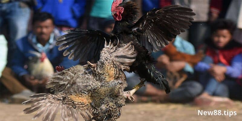 Bật Mí Cách Nuôi Gà Chọi Tốt Nhất Trên Từng Phương Diện 6 Cách nuôi gà chọi mau lớn