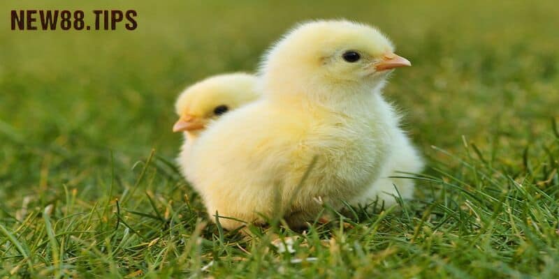 Cách Chọn Gà Chọi Mái Gây Giống Tốt Cho Các Kê Sư 6 Cách chọn gà mái chọi chính xác qua nòi giống
